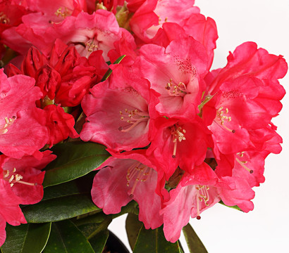 Rhododendron 'Morgenrot'