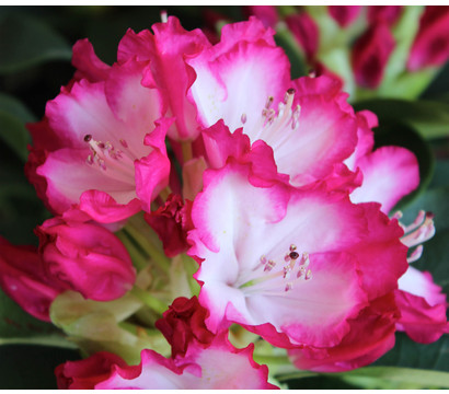 Rhododendron 'Mega'