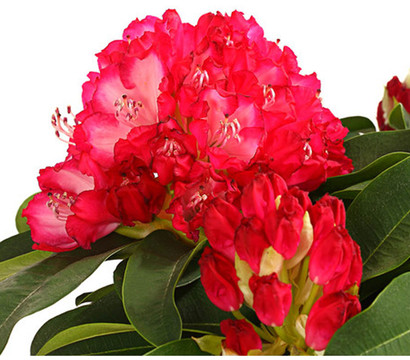 Rhododendron 'Super Mega'