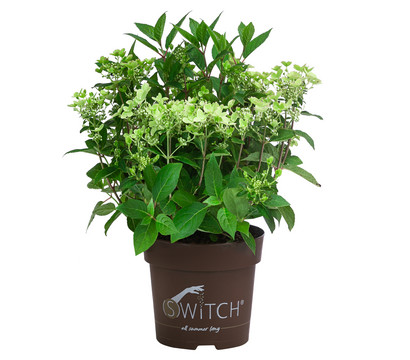 Rispen-Hortensie 'Switch® Ophelia'