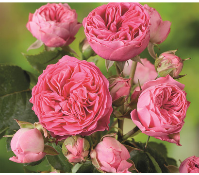 Noblesse® Spray-Rose 'Candy Rokoko®'