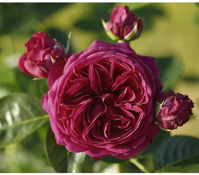 Nostalgie®-Edelrose 'Marietta®' Gartenliebe, 3er-Set