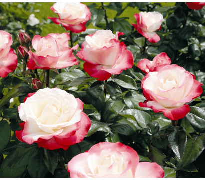 Nostalgie®-Edelrose Rosenromantik, 3er-Set