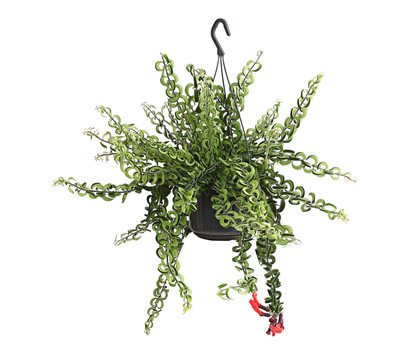Schamblume - Aeschynanthus cultivars 'Twister', Ampel