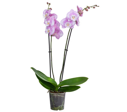 Schmetterlingsorchidee - Phalaenopsis cultivars 'Aladdin Kisz'