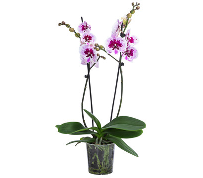 Schmetterlingsorchidee - Phalaenopsis cultivars 'Aladdin'