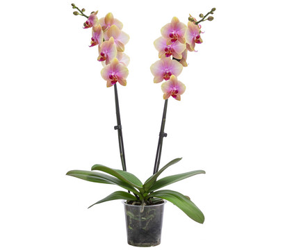 Schmetterlingsorchidee - Phalaenopsis cultivars 'Avatar'