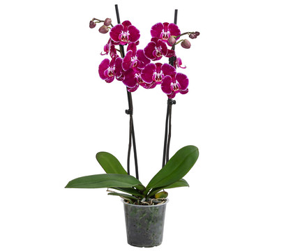 Schmetterlingsorchidee - Phalaenopsis cultivars 'Binty'
