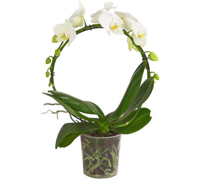 Schmetterlingsorchidee - Phalaenopsis cultivars, Bogen, verschiedene Sorten