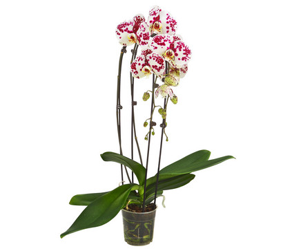 Schmetterlingsorchidee - Phalaenopsis cultivars 'Cascade', verschiedene Sorten