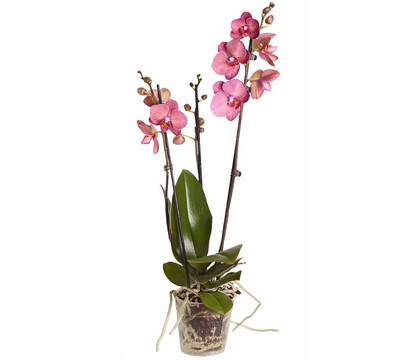 Schmetterlingsorchidee - Phalaenopsis cultivars, dreitriebig
