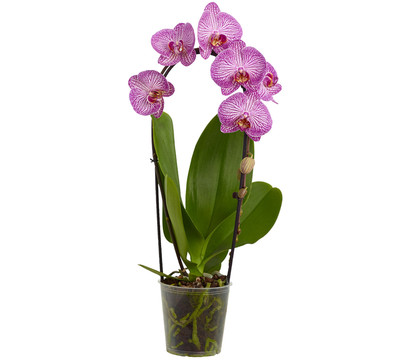 Schmetterlingsorchidee - Phalaenopsis cultivars Kascade, verschiedene Farben