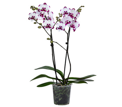 Schmetterlingsorchidee - Phalaenopsis cultivars 'King Car Dalmatian'