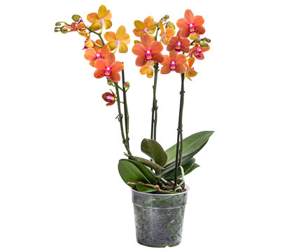 Schmetterlingsorchidee - Phalaenopsis cultivars 'Paprika'