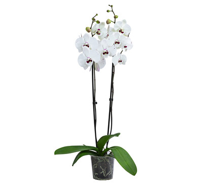 Schmetterlingsorchidee - Phalaenopsis cultivars 'Reyoung Prince'