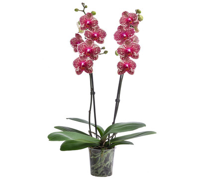 Schmetterlingsorchidee - Phalaenopsis cultivars 'Sesame'