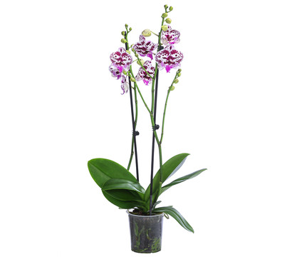 Schmetterlingsorchidee - Phalaenopsis cultivars 'Signature Speechless Elegance'