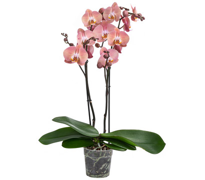 Schmetterlingsorchidee - Phalaenopsis cultivars 'Suki'