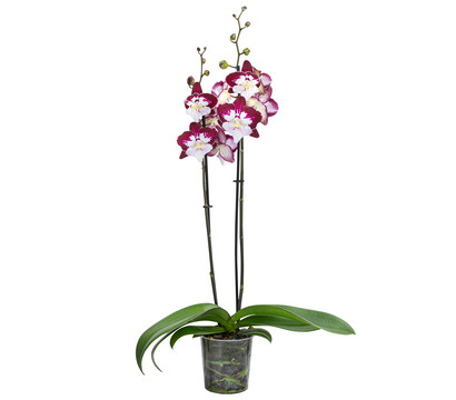 Schmetterlingsorchidee - Phalaenopsis cultivars 'Tinkerbell'