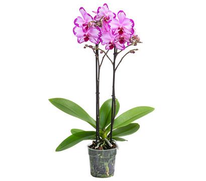 Schmetterlingsorchidee - Phalaenopsis cultivars 'Toshi'