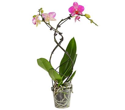 Schmetterlingsorchidee - Phalaenopsis cultivars 'Twister', verschiedene Farben