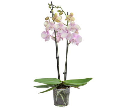 Schmetterlingsorchidee - Phalaenopsis cultivars 'Venetian Carnival'