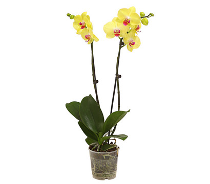 Schmetterlingsorchidee - Phalaenopsis cultivars, verschiedene Sorten