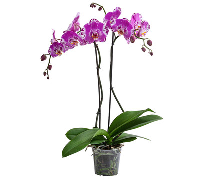 Schmetterlingsorchidee - Phalaenopsis cultivars 'Victorio'