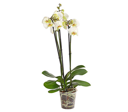Schmetterlingsorchidee - Phalaenopsis cultivars, weiß