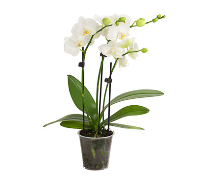 Schmetterlingsorchidee - Phalaenopsis cultivars, weiß