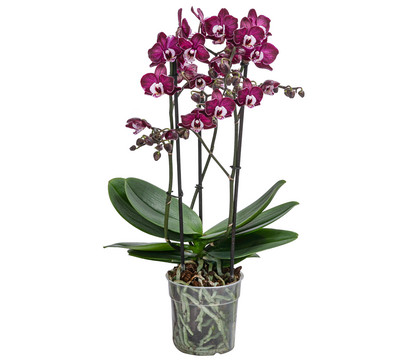 Schmetterlingsorchidee - Phalaenopsis cultivars 'Yuka'