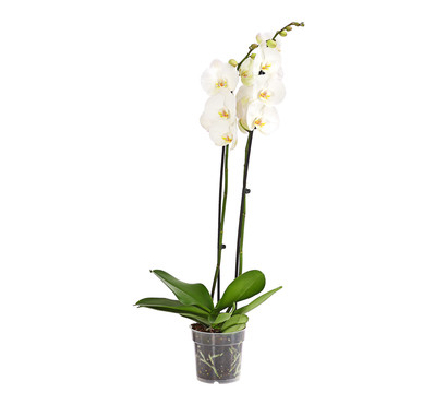 Schmetterlingsorchidee - Phalaenopsis cultivars, zweitriebig, großblütig