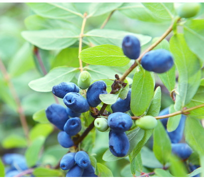 Sibirische Blaubeere 'MyBerry® Sweet'