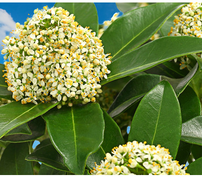 Blütenskimmie 'White Globe'