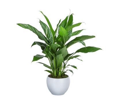 Einblatt - Spathiphyllum wallisii, in Keramik