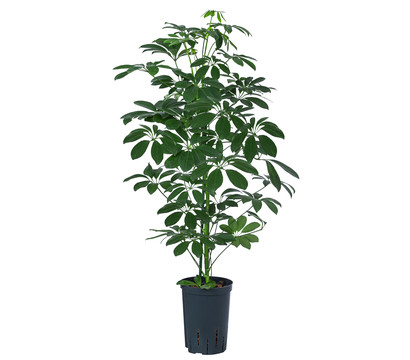 Strahlenaralie - Schefflera arboricola compacta 'Nora', Hydrokultur