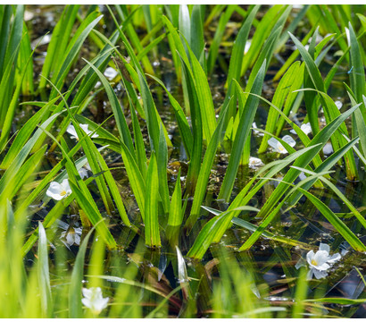 Dehner Krebsschere - Wasseraloe