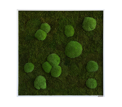 styleGREEN Bild aus Wald- und Kugelmoos, quadratisch, ca. B80/H80/T7 cm