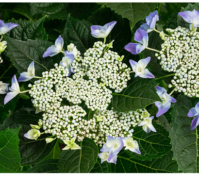 Teller-Hortensie, ca. 40-45 cm