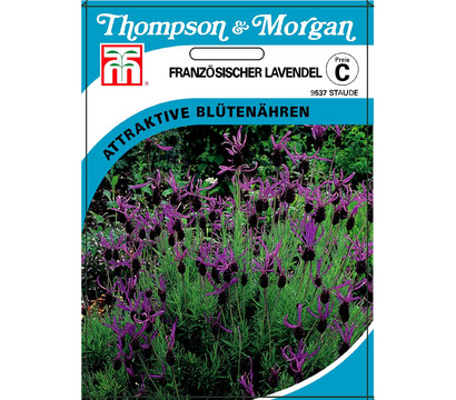 Thompson & Morgan Samen Französischer Lavendel