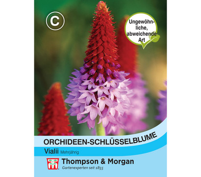 Thompson & Morgan Samen Orchideen-Schlüsselblume 'Vialii'