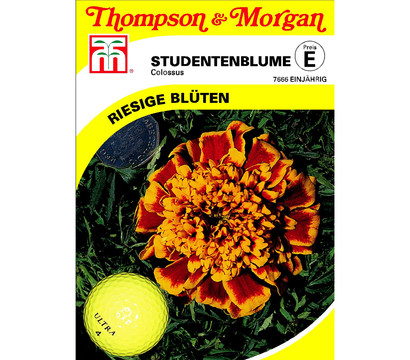 Thompson & Morgan Samen Studentenblume 'Colossus'
