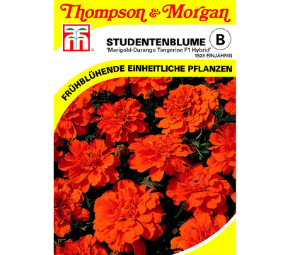 Thompson & Morgan Samen Studentenblume 'Marigold-Durango'