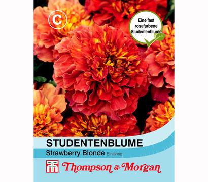 Thompson & Morgan Samen Studentenblume 'Strawberry Blonde'