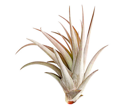 Tillandsie - Tillandsia cultivars groß, verschiedene Sorten