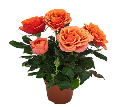 Topfrose - Rosa chinensis, verschiedene Farben