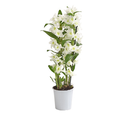 Trauben-Orchidee - Dendrobium nobile