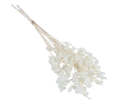 Trockenblumenbund Lunaria, weiß