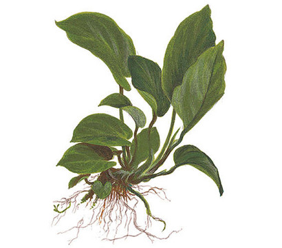 Tropica Anubias barteri caladiifolia, Aquarium Pflanze