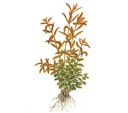 Tropica Rotala rotundifolia, Aquarium Pflanze